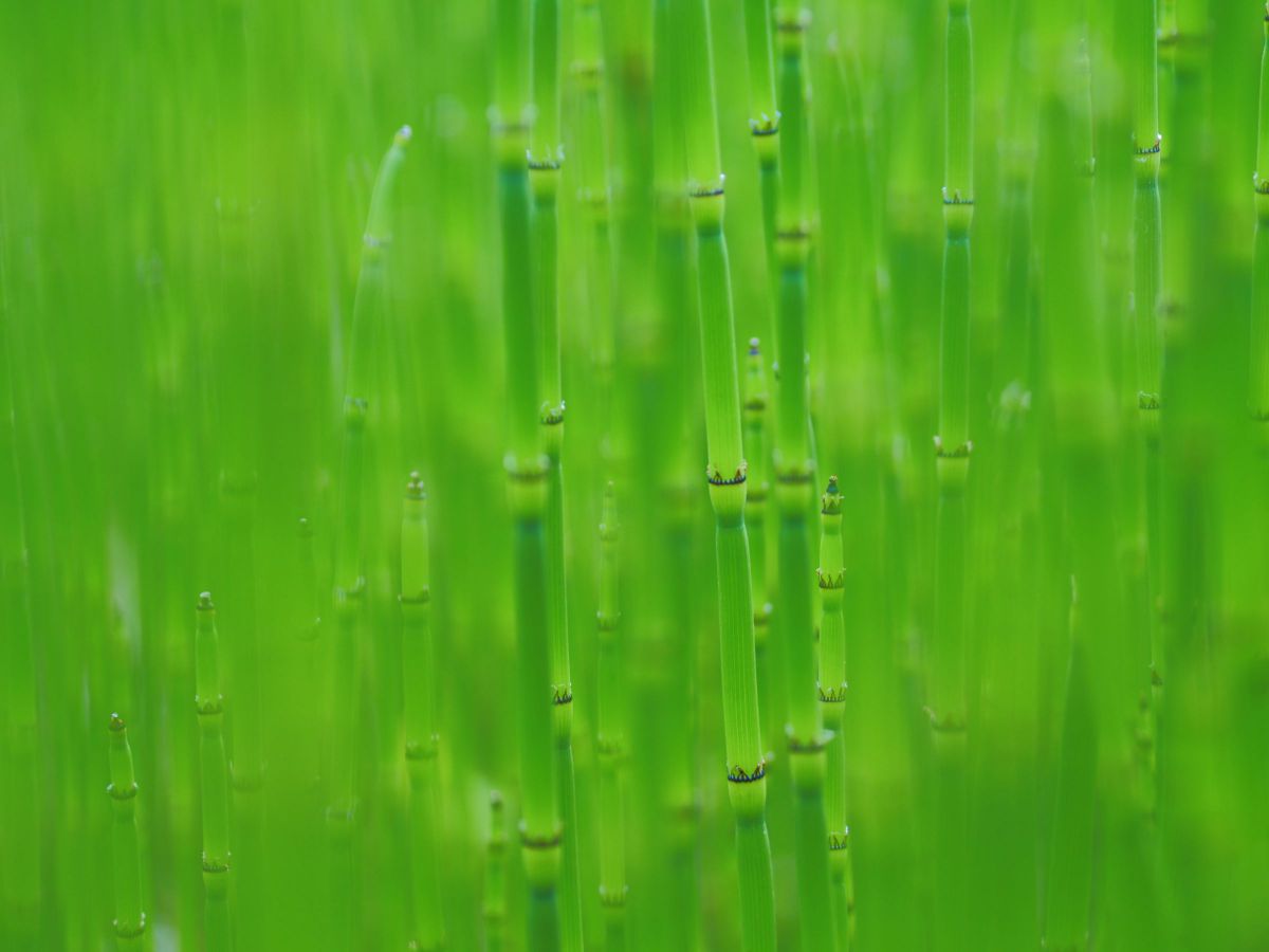 Straight Green | GANREF