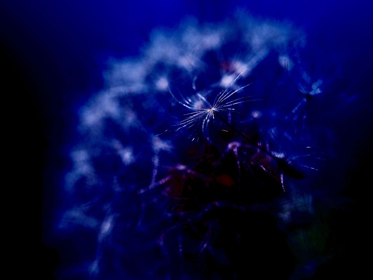 M.ZUIKO DIGITAL ED 60mm F2.8 Macroで撮影された写真 | 写真検索 | GANREF