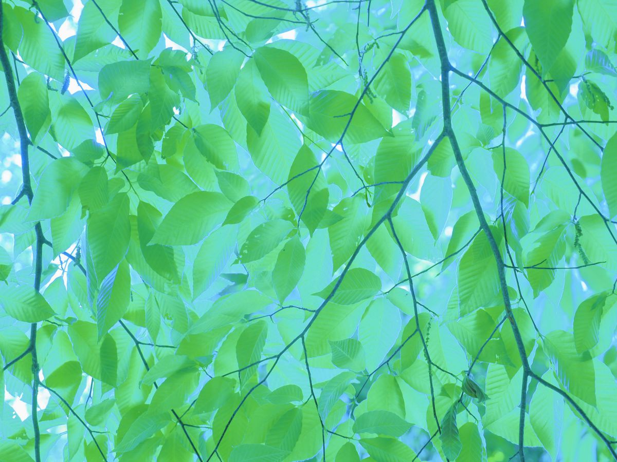 Relaxing Color | GANREF