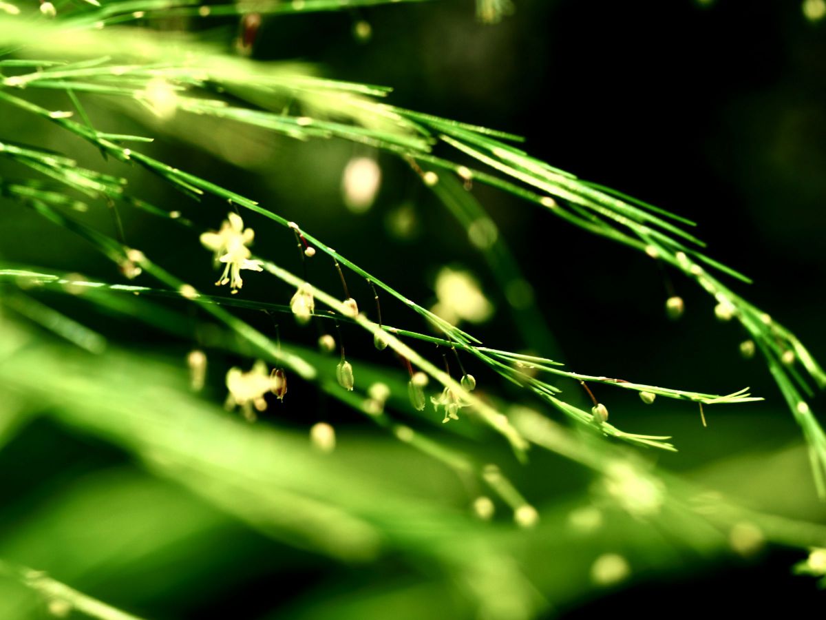 M.ZUIKO DIGITAL ED 60mm F2.8 Macroで撮影された写真 | 写真検索 | GANREF