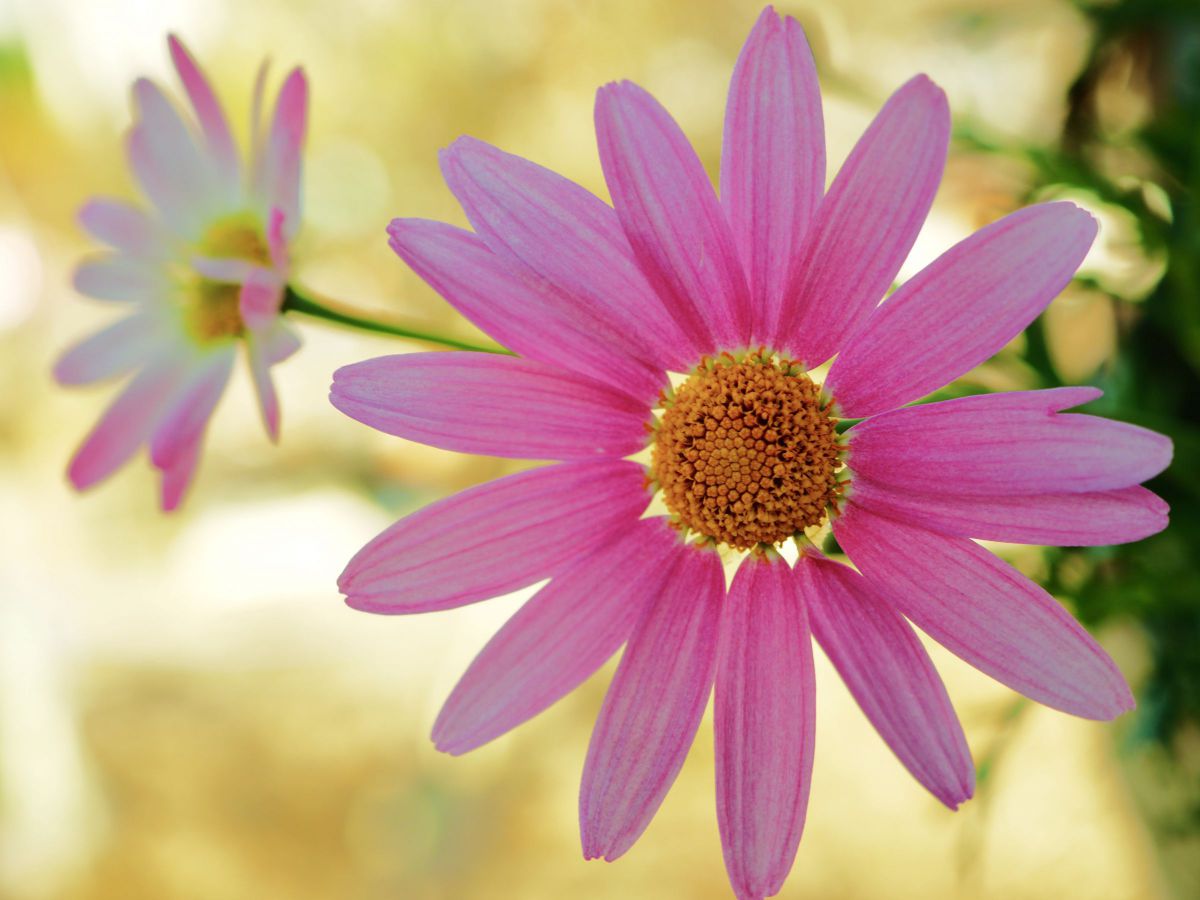 Spring flower bed 60 | GANREF