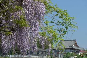 ★金魚草⑫〜⑳★ 7721ggzw150a | 矮生金鱼草这也是一位超长待机的爆花选手，从1