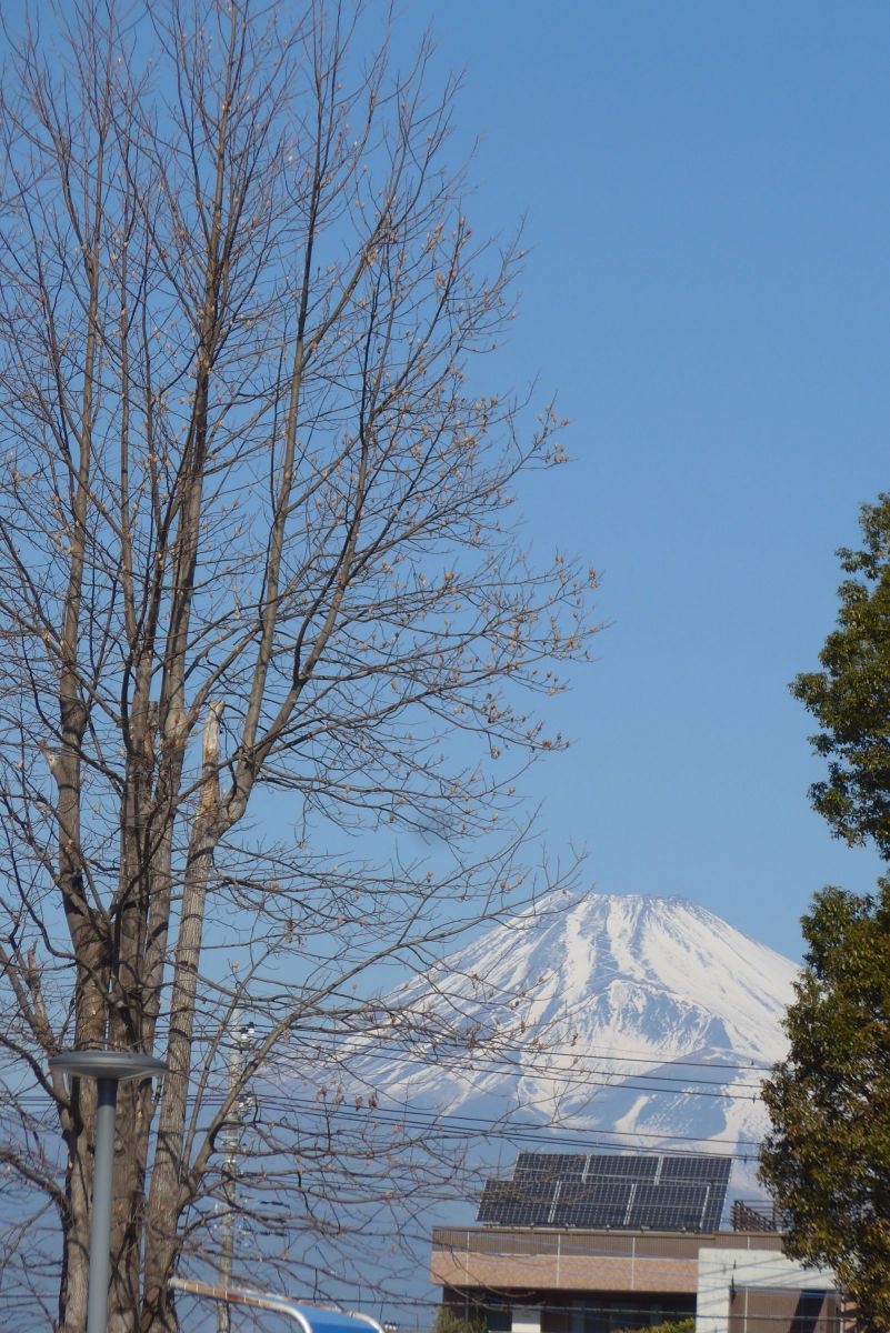 冬木立と富士山 | GANREF