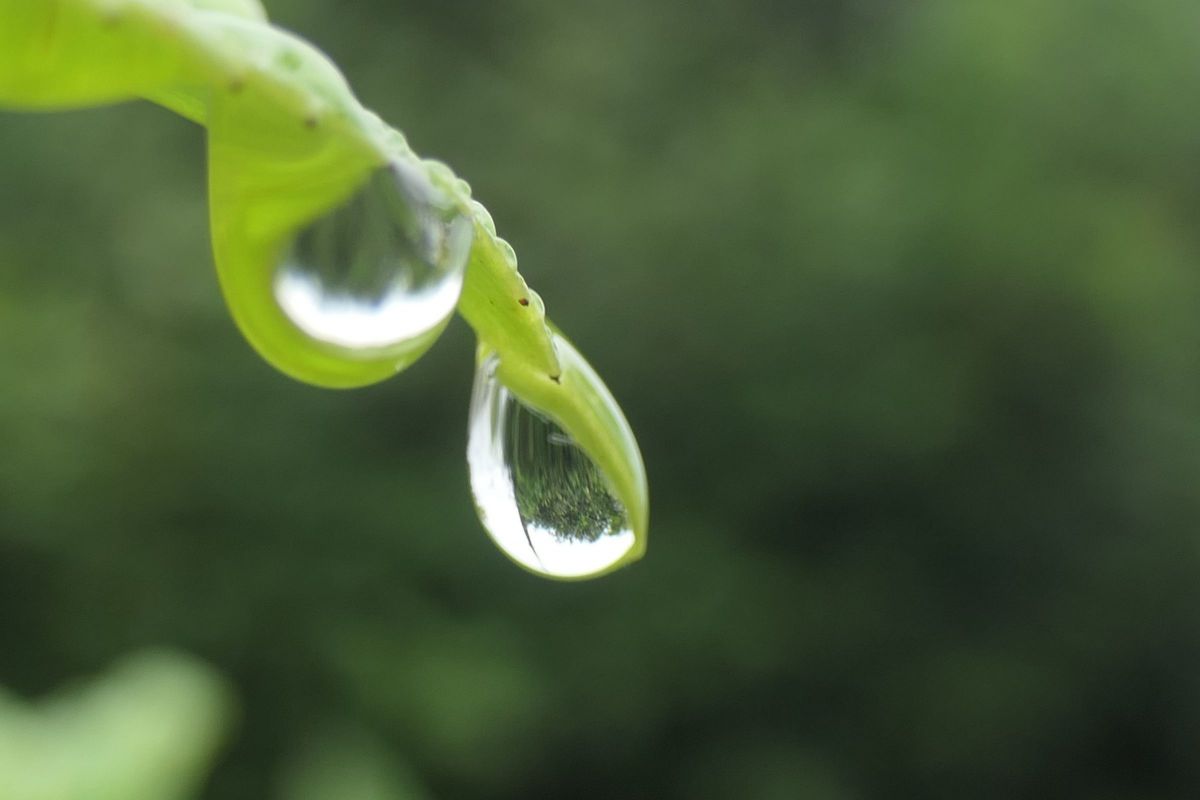 雫 | GANREF