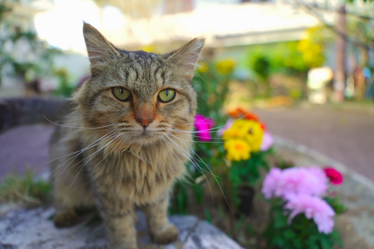 FE PZ 28-135mm F4 G OSSで撮影された写真 | 写真検索 | GANREF