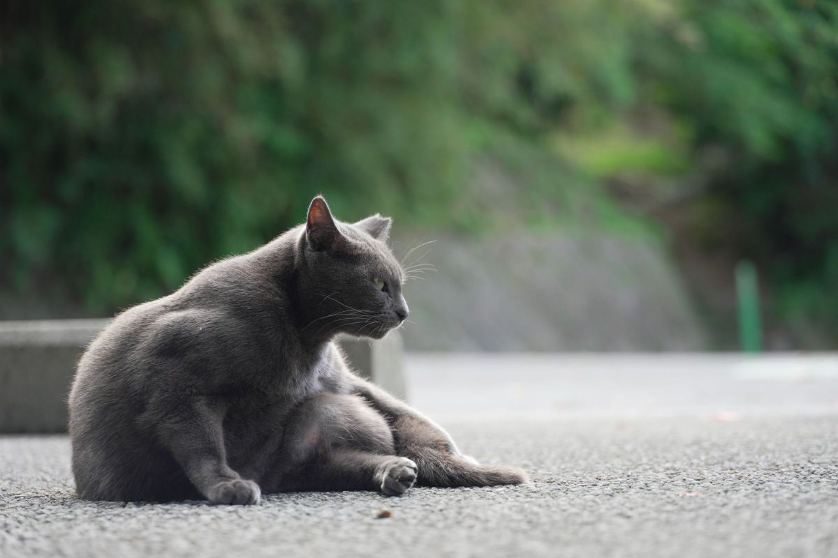 FE PZ 28-135mm F4 G OSSで撮影された写真 | 写真検索 | GANREF