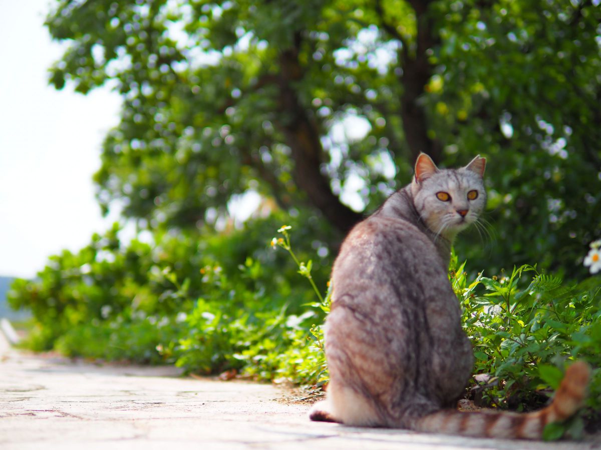 振り向き美ニャン 動物 猫 Ganref