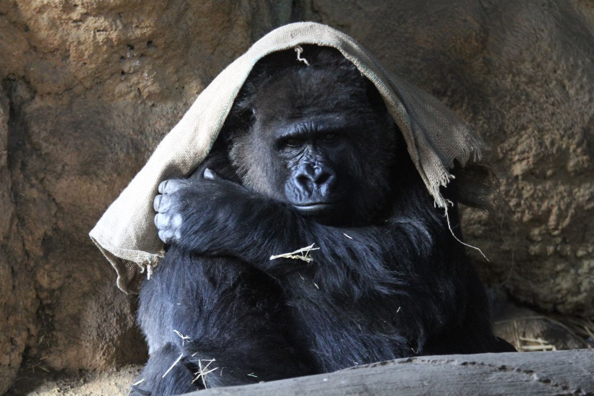 寒い 動物 その他の陸の生物 Ganref