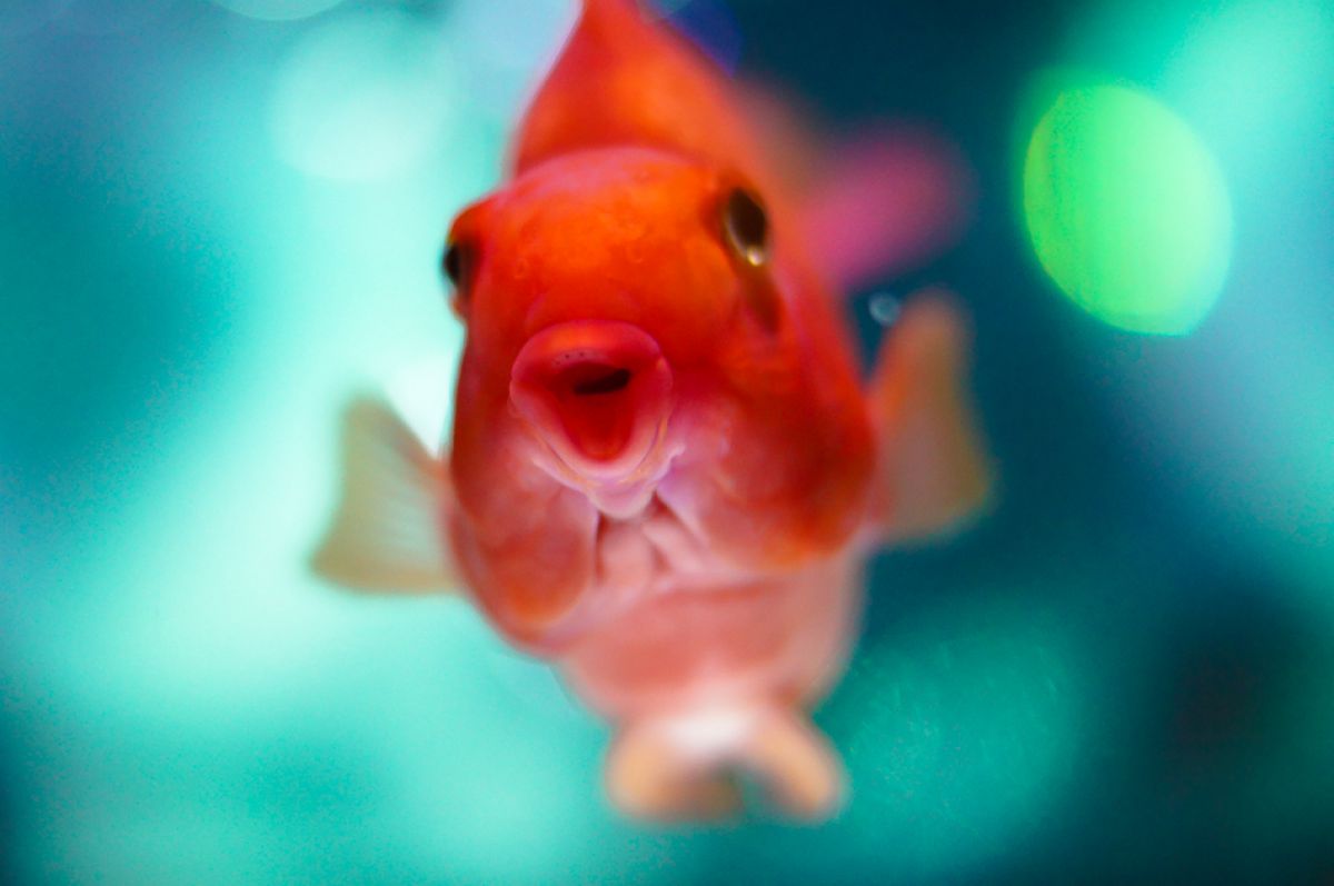 とってもハッピー 動物 魚類 Ganref