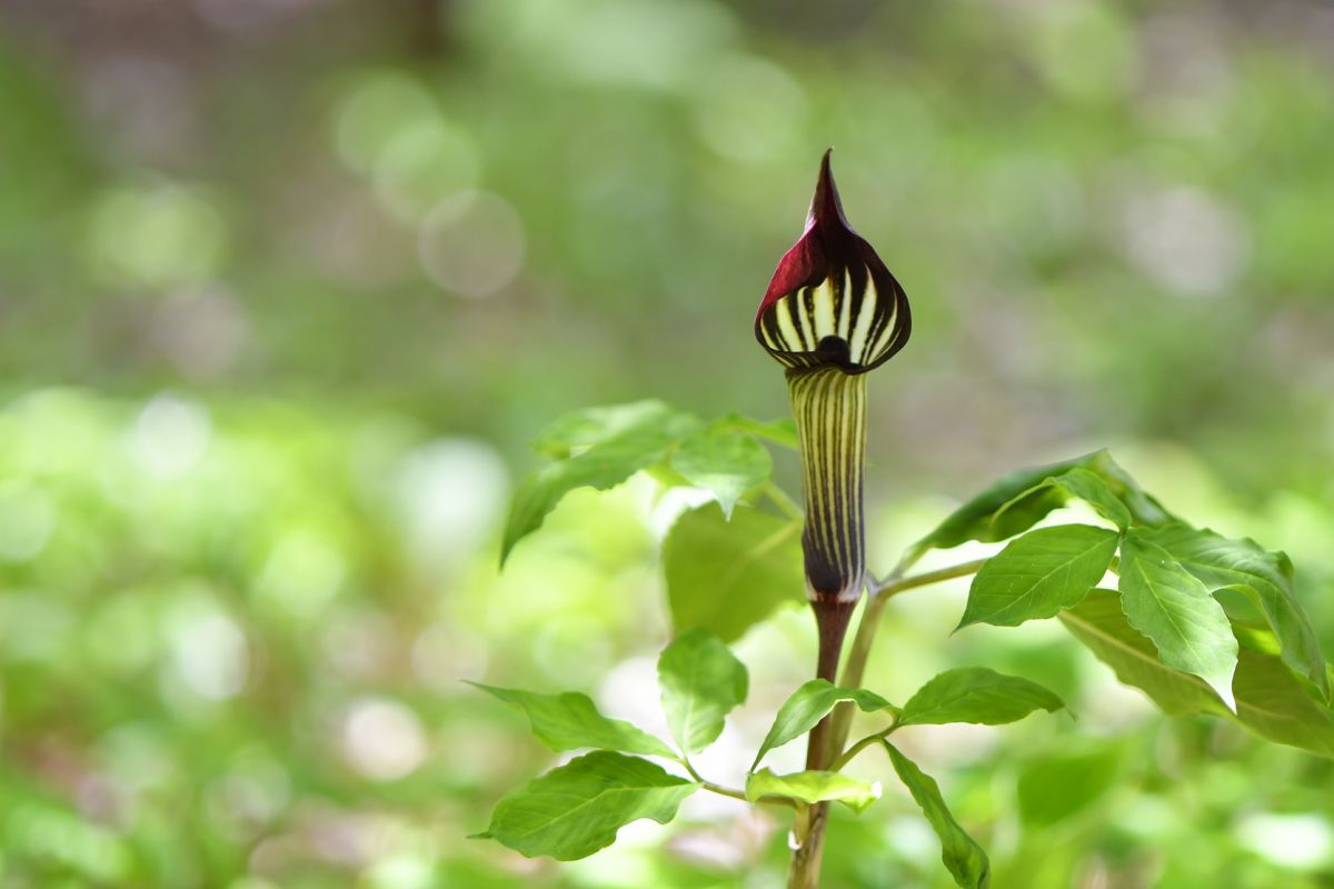 夢みるマムシグサ 植物 花 花びら Ganref