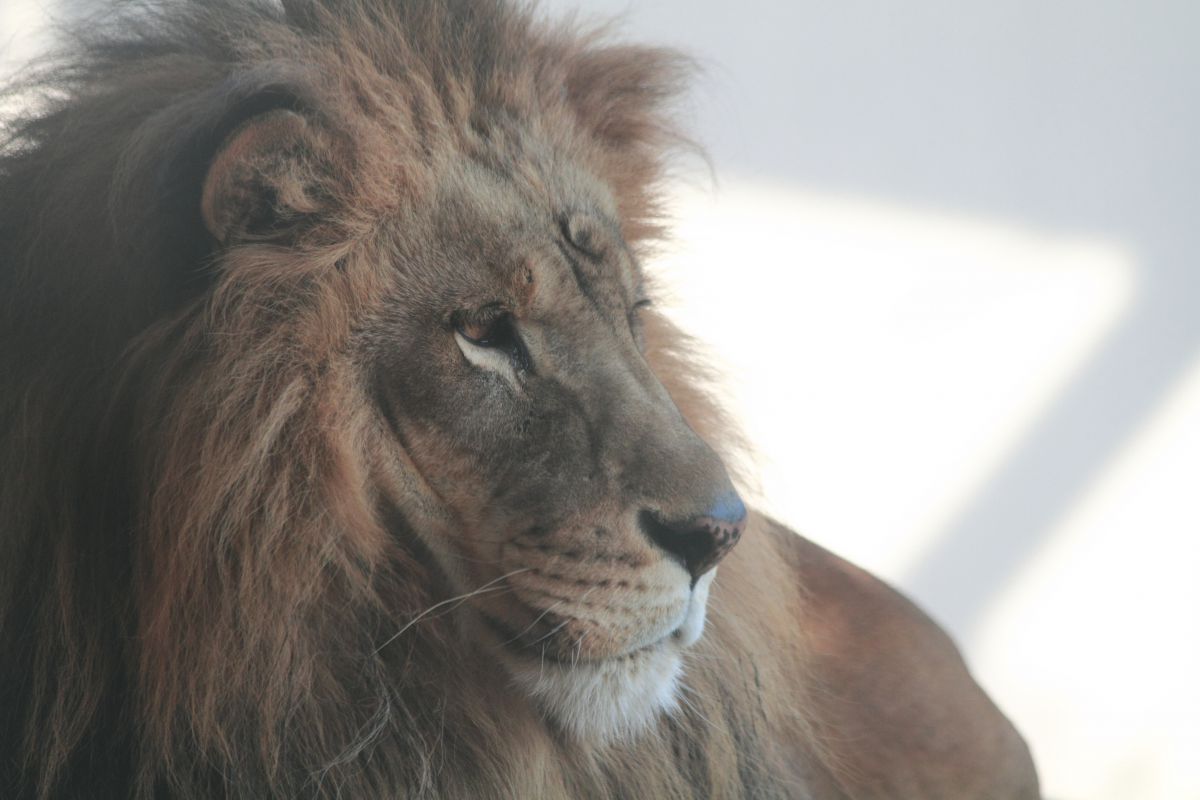らいおーん 動物 その他の陸の生物 Ganref
