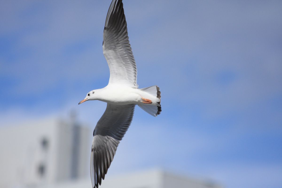 海の鳩 動物 鳥類 Ganref