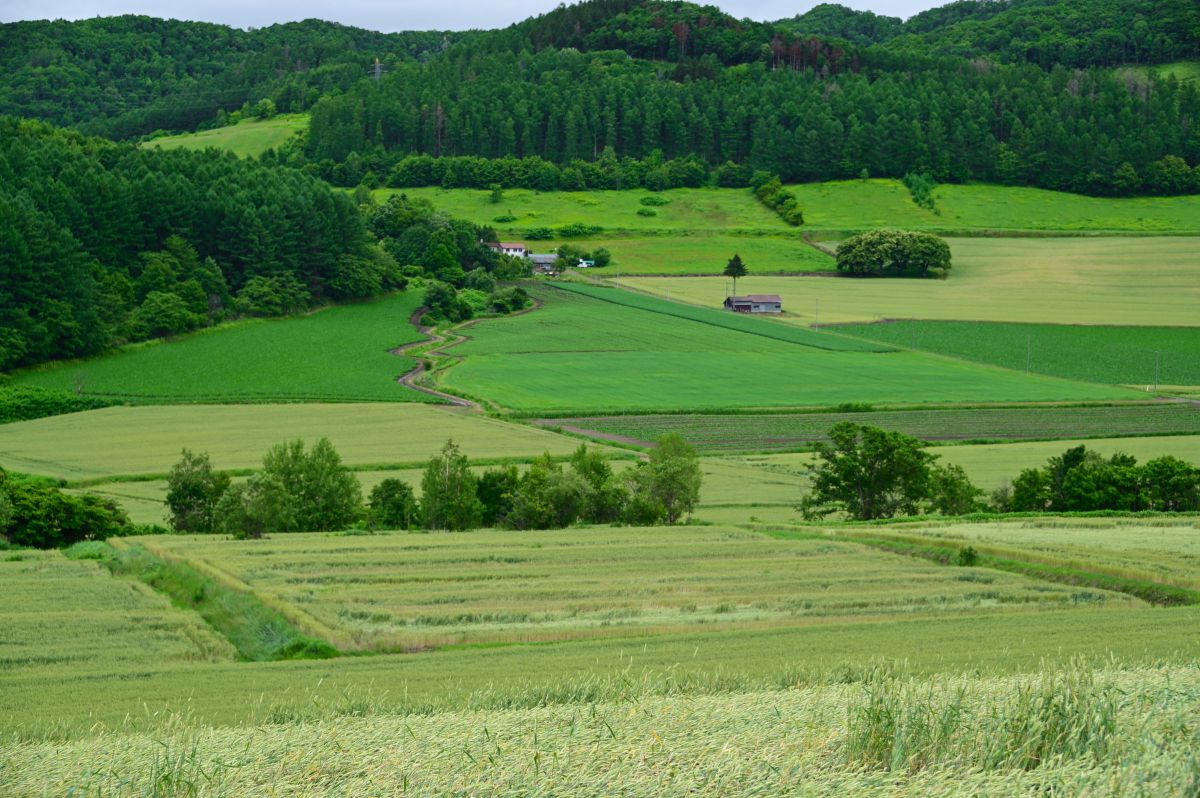 緑豊かな季節 | GANREF