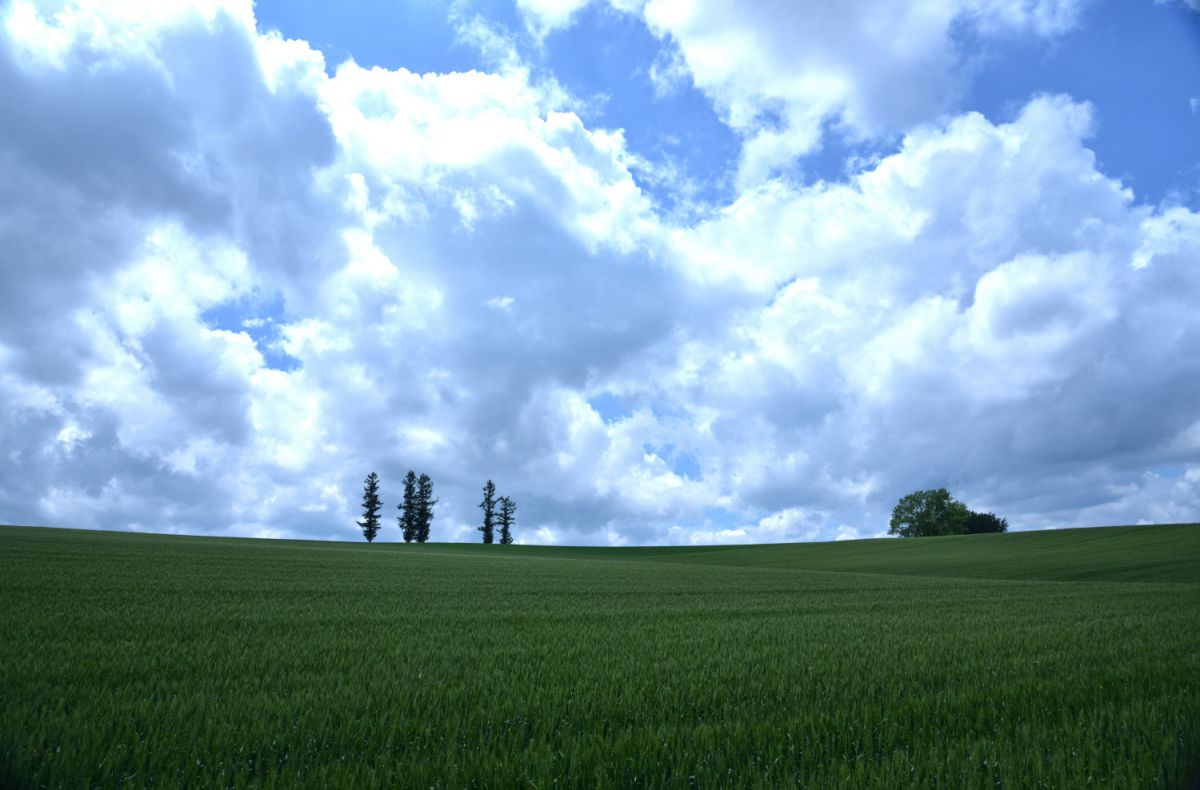 気になる木 絵になる木 自然 風景 大地 Ganref