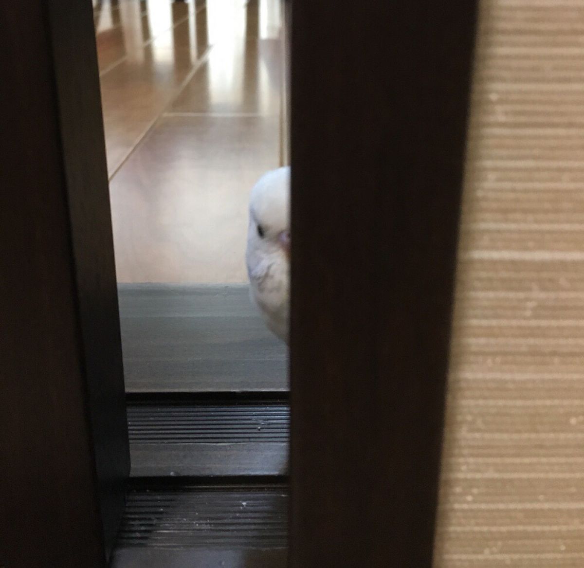 じーっ 動物 鳥類 Ganref