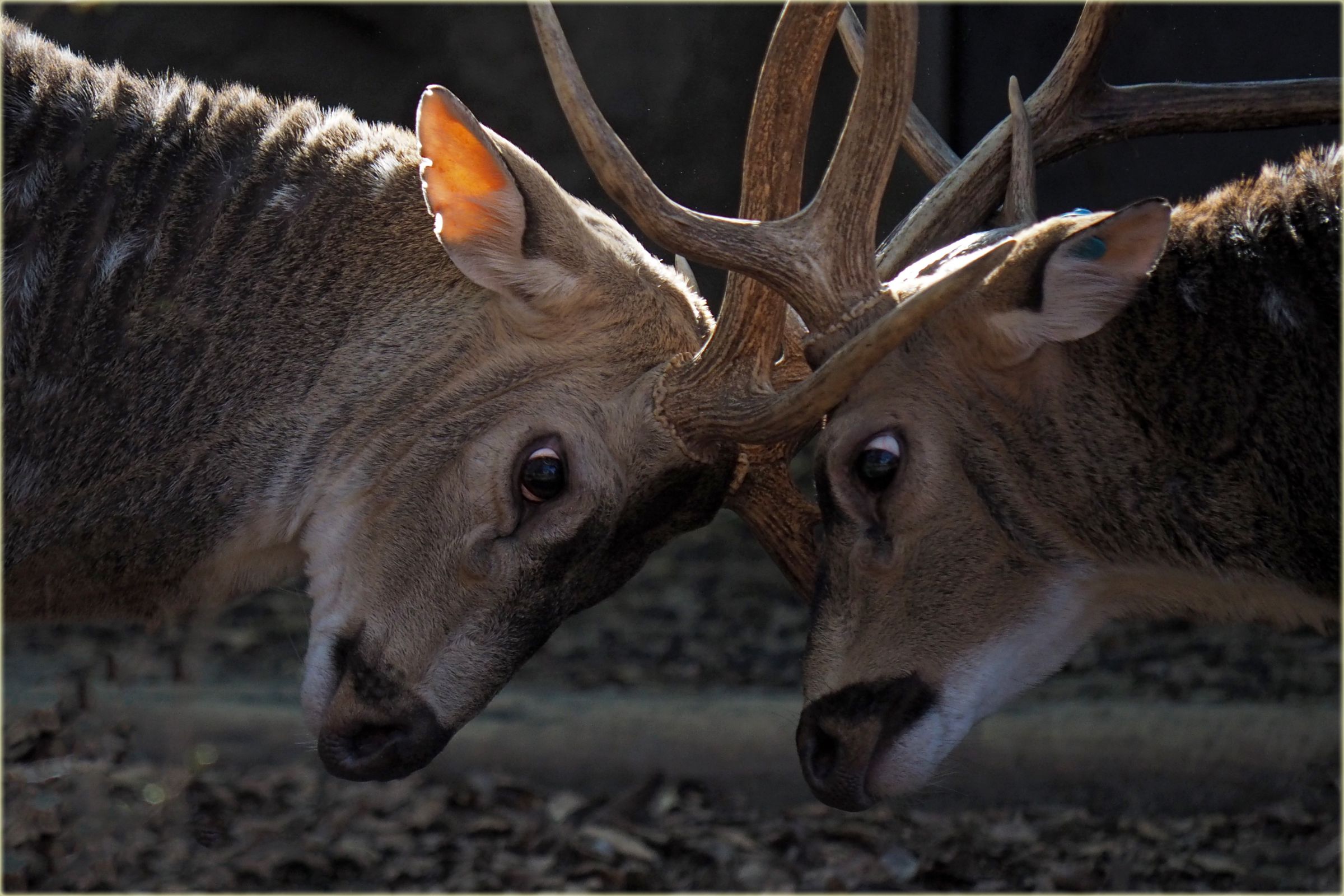 角合わせ | GANREF
