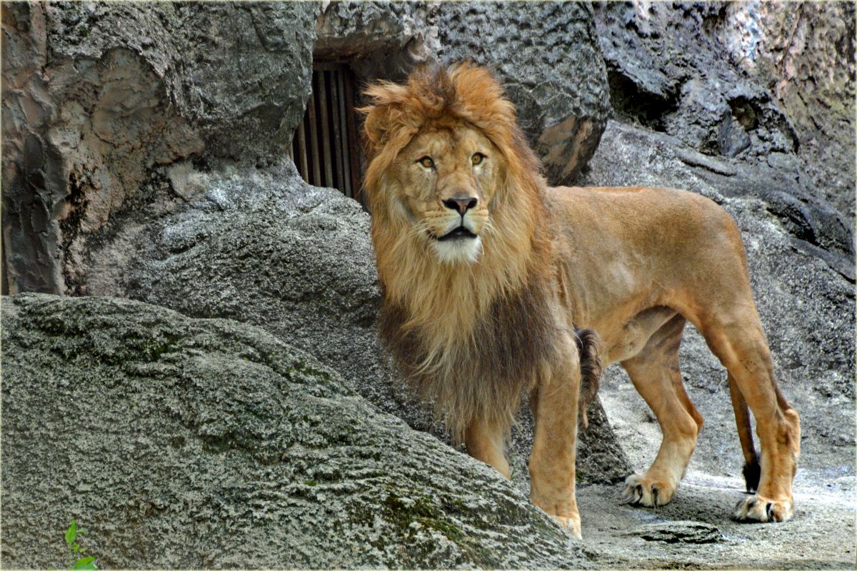 百獣の王 動物 その他の陸の生物 Ganref