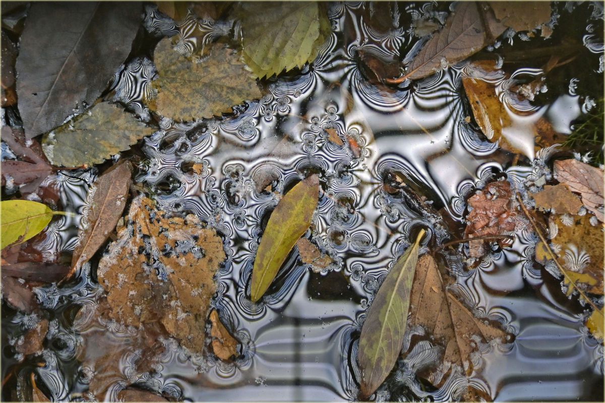 NIKKOR Z DX 50-250mm f/4.5-6.3 VRで撮影された写真 | 写真検索 | GANREF