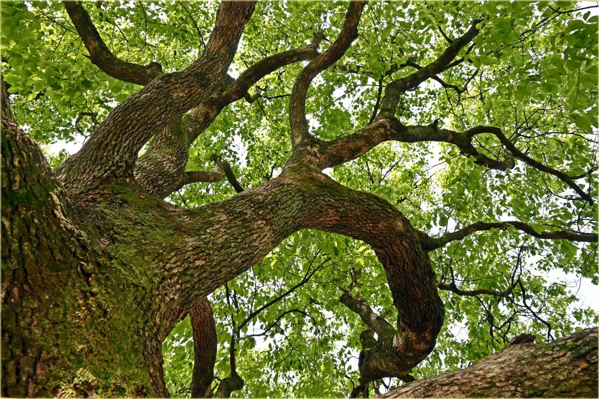 踊る樹木 植物 樹木 Ganref