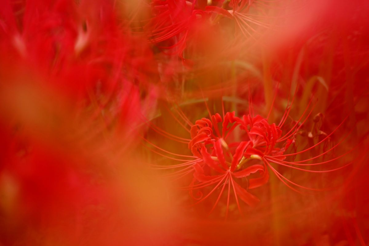 NIKKOR Z DX 24mm f/1.7で撮影された写真 | 写真検索 | GANREF