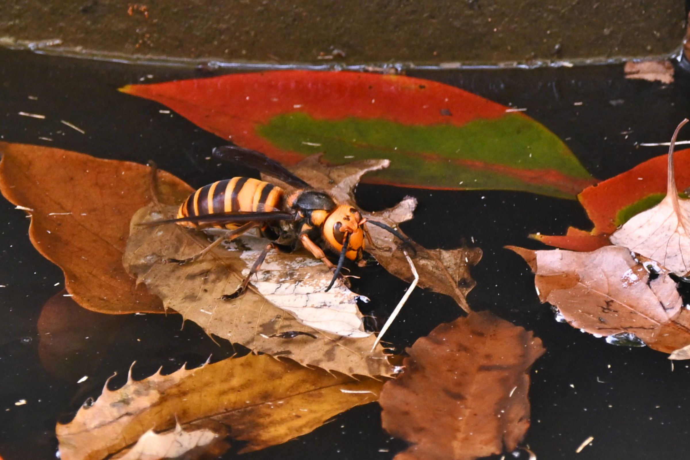 スズメバチ | GANREF