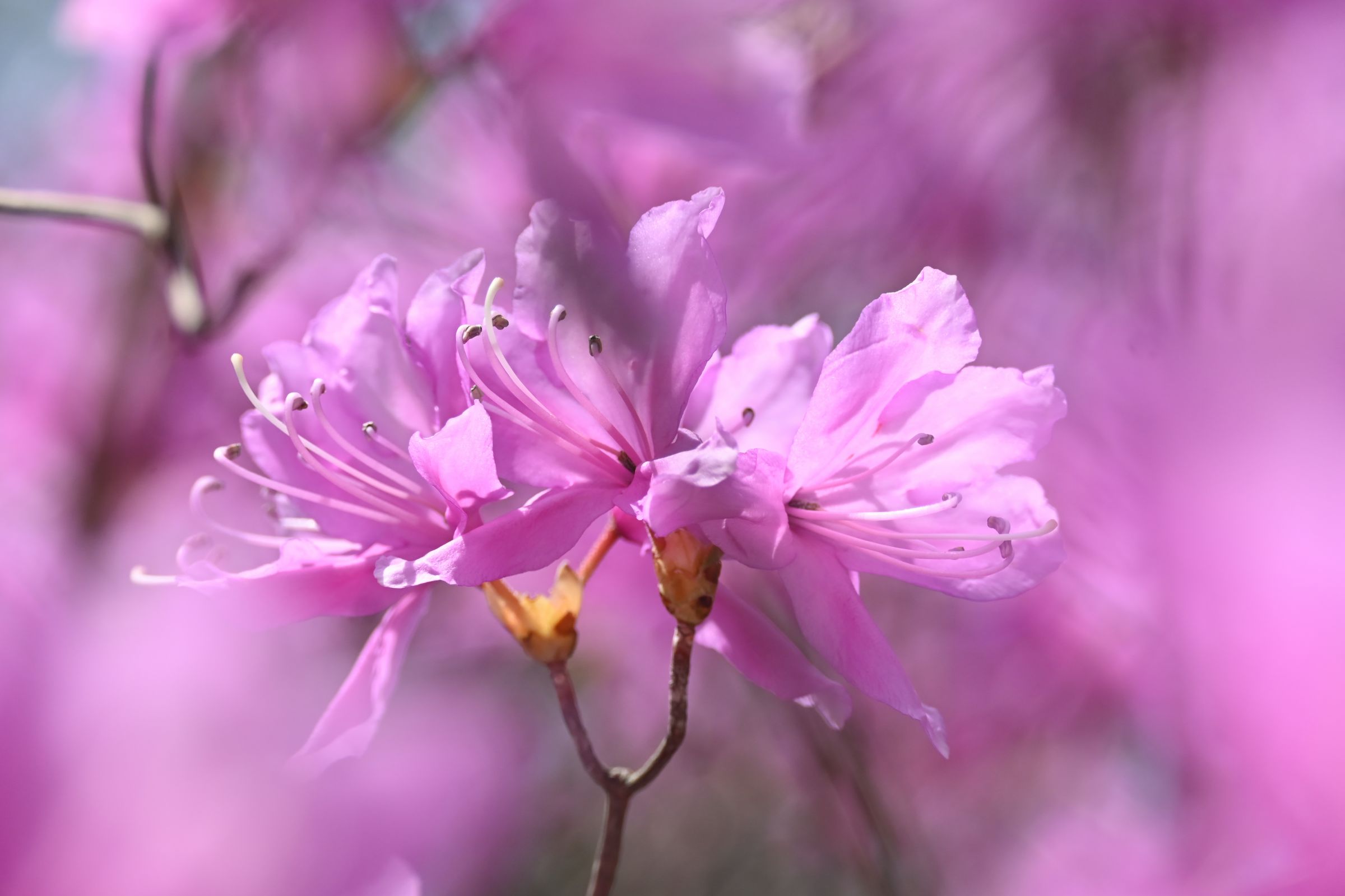 ミツバツツジ | GANREF