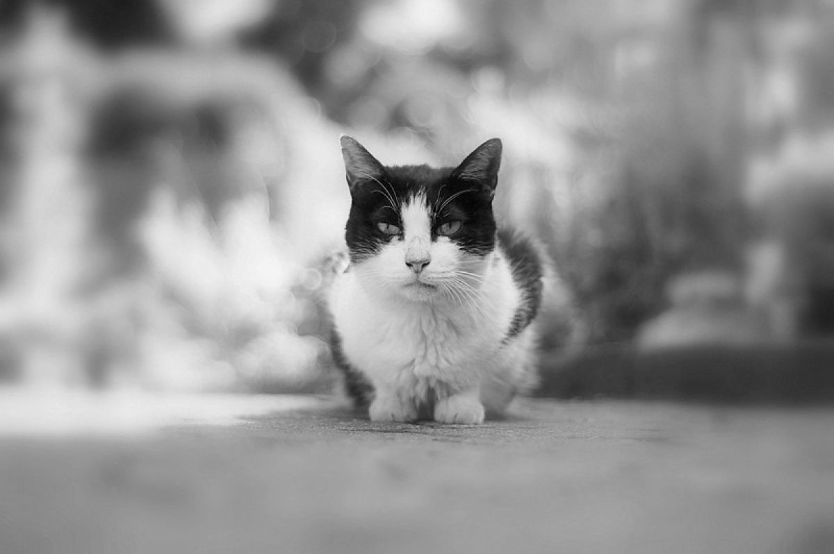 ニャンです GANREF