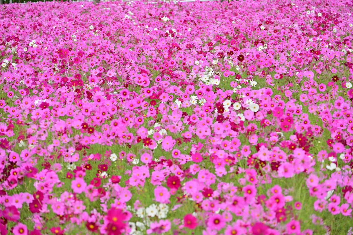 お花畑 植物 花 花びら Ganref お花畑 植物 花 花びら Ganref