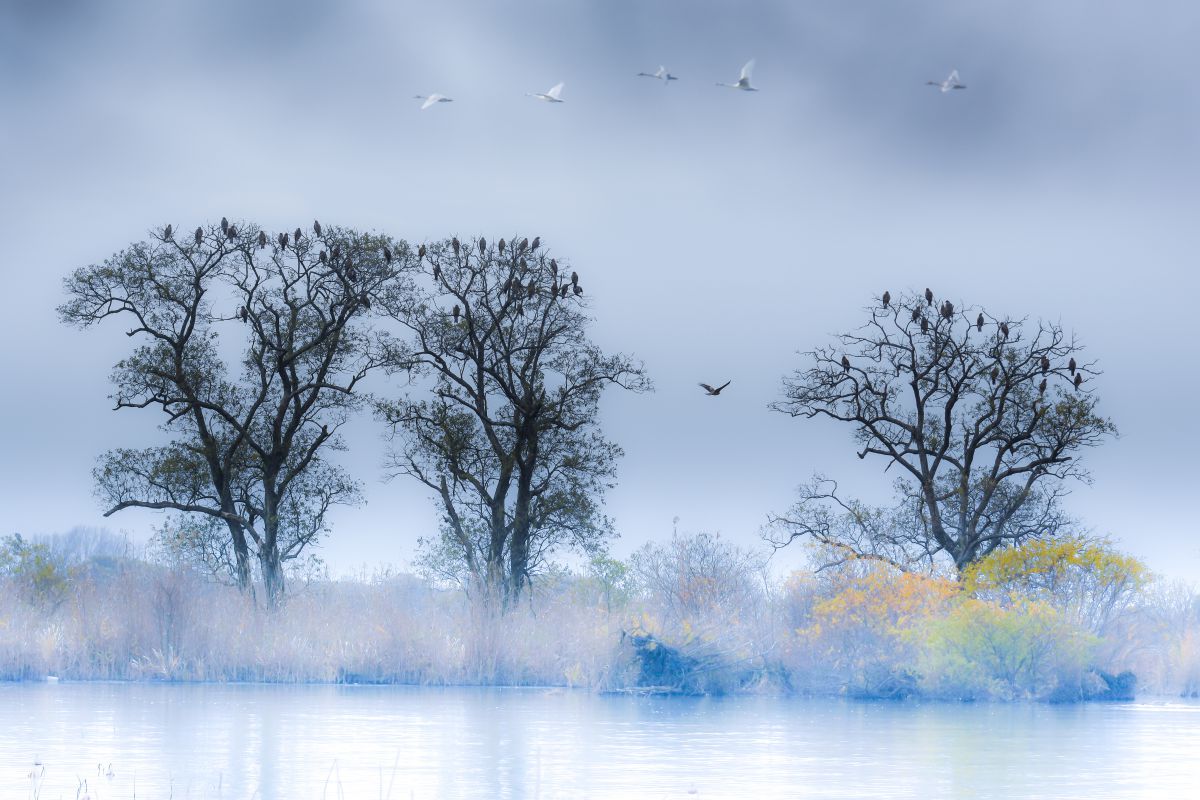 ✨極美品✨ニコン D7200 ボディ❤️わずか9,254ショット！ Zシリーズ（Nikon） ニコン Nikon Z 8 ボディ ミラーレス一眼