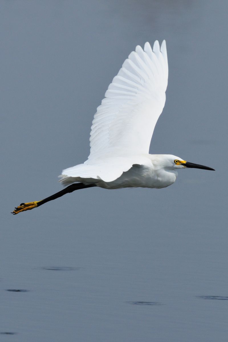 ユキコサギ 動物 鳥類 Ganref