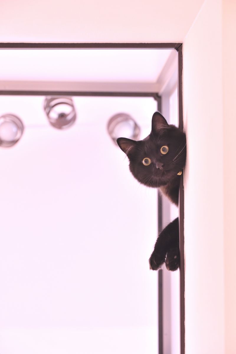 覗き見 動物 猫 Ganref