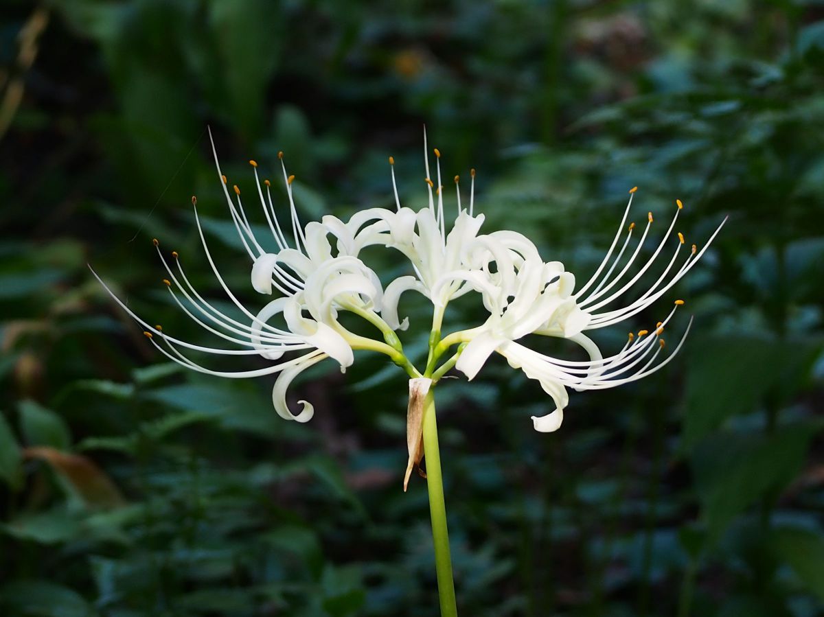 ♡✨極美品✨オリンパス E-PL10❤️ショット数わずか656回！ OLYMPUS