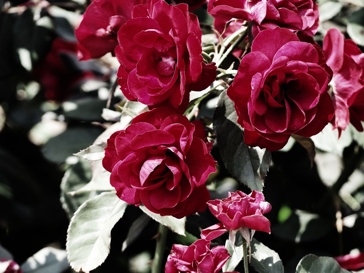 OLYMPUS PEN E-PL10で撮影された写真 | 写真検索 | GANREF