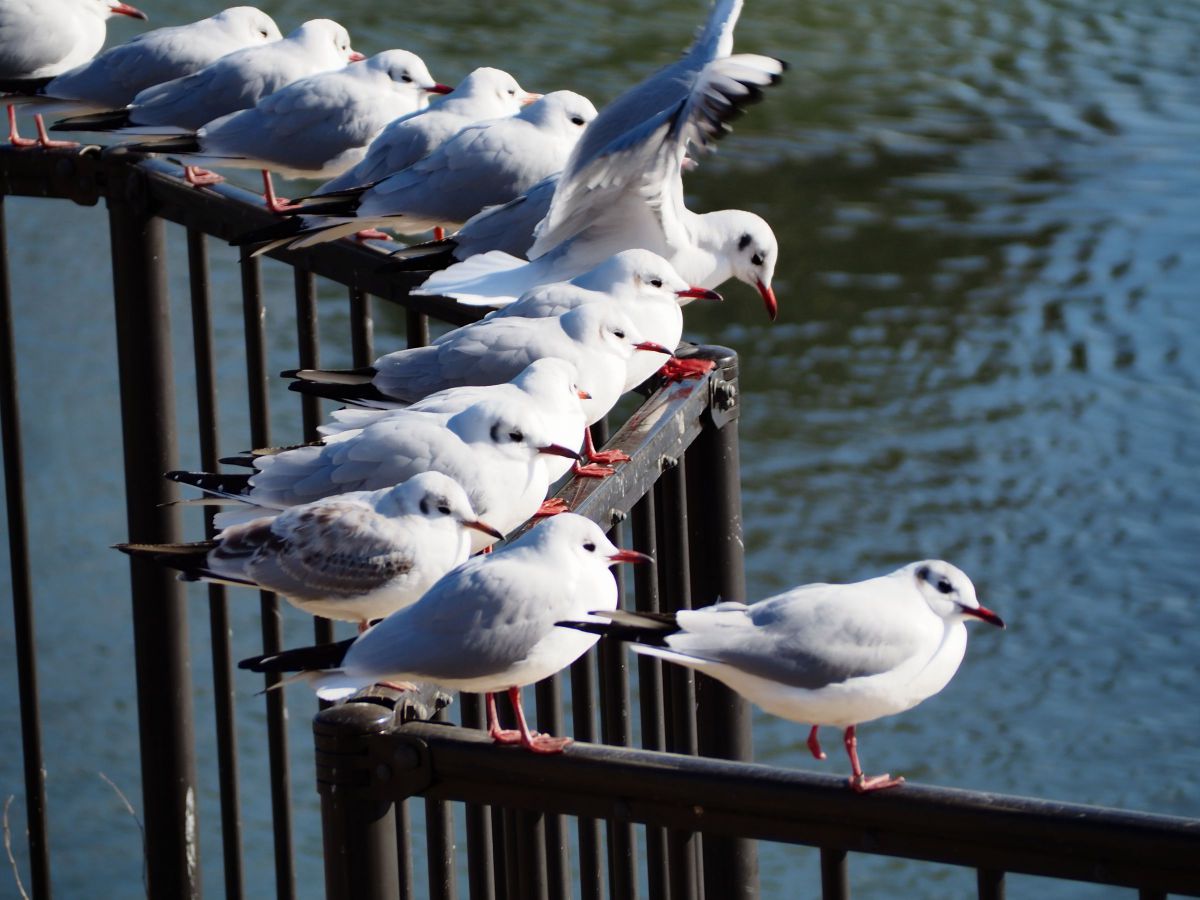 ♡✨極美品✨オリンパス E-PL10❤️ショット数わずか656回！ OLYMPUS