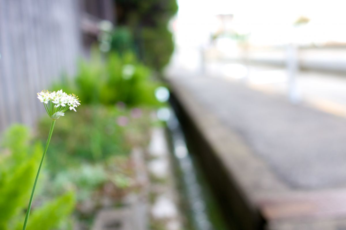 背景が美しい❤️SONY DT 35mm F1.8 SAM ❤️単焦点 SONY DT35mm F1.