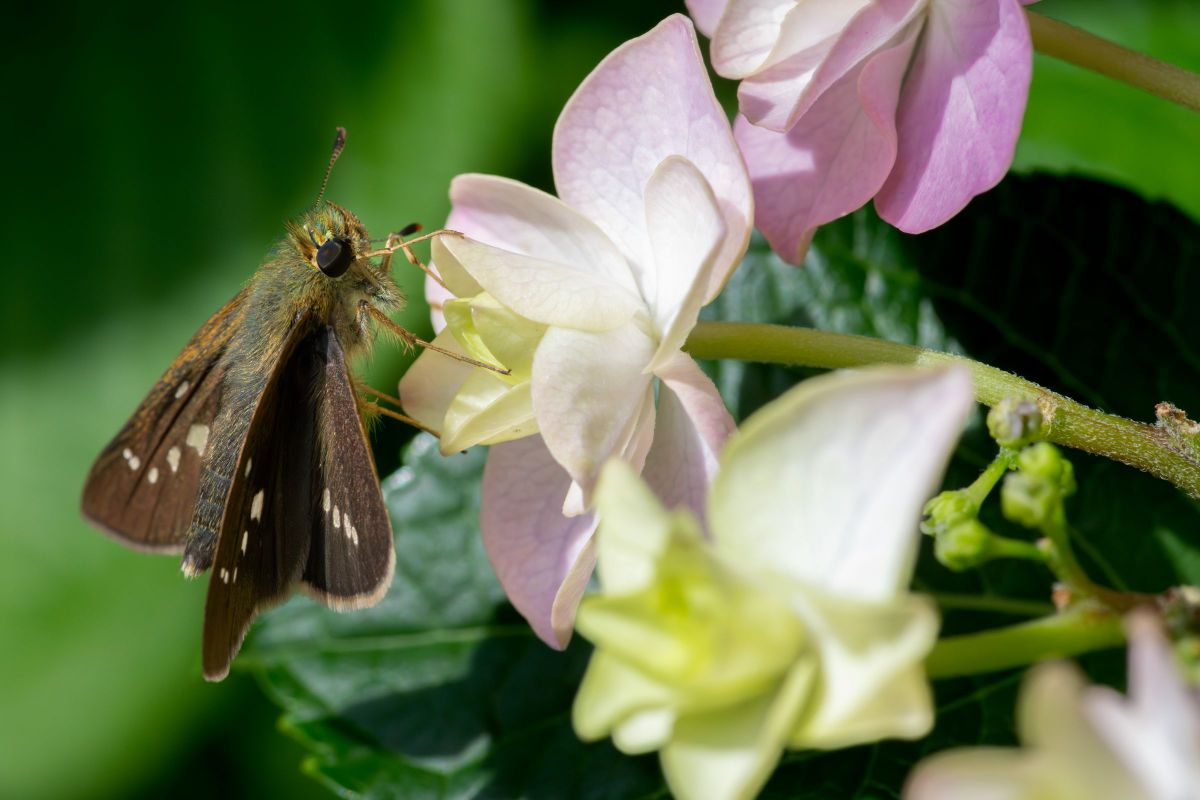 紫陽花と近寄る昆虫 日記(1008)：紫陽花に集まってくる昆虫たち | 信州：大町