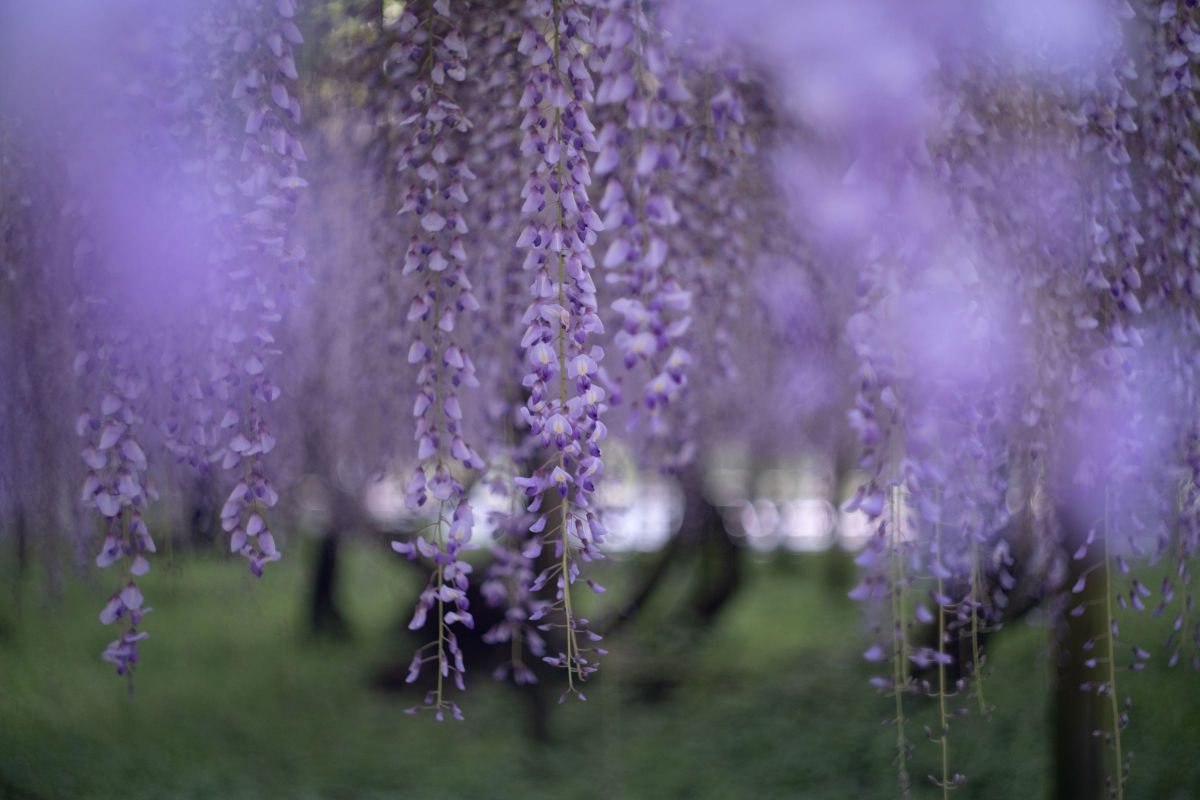 Purple rain | GANREF