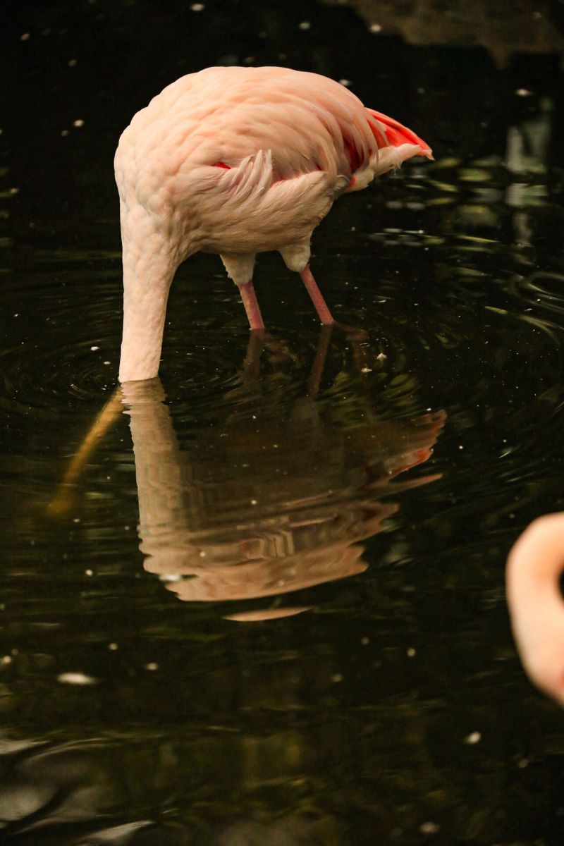 Margot Topo 写真確認用 MDAwMDA2ODc0OA_MC4zMzQ2MTEwMCA