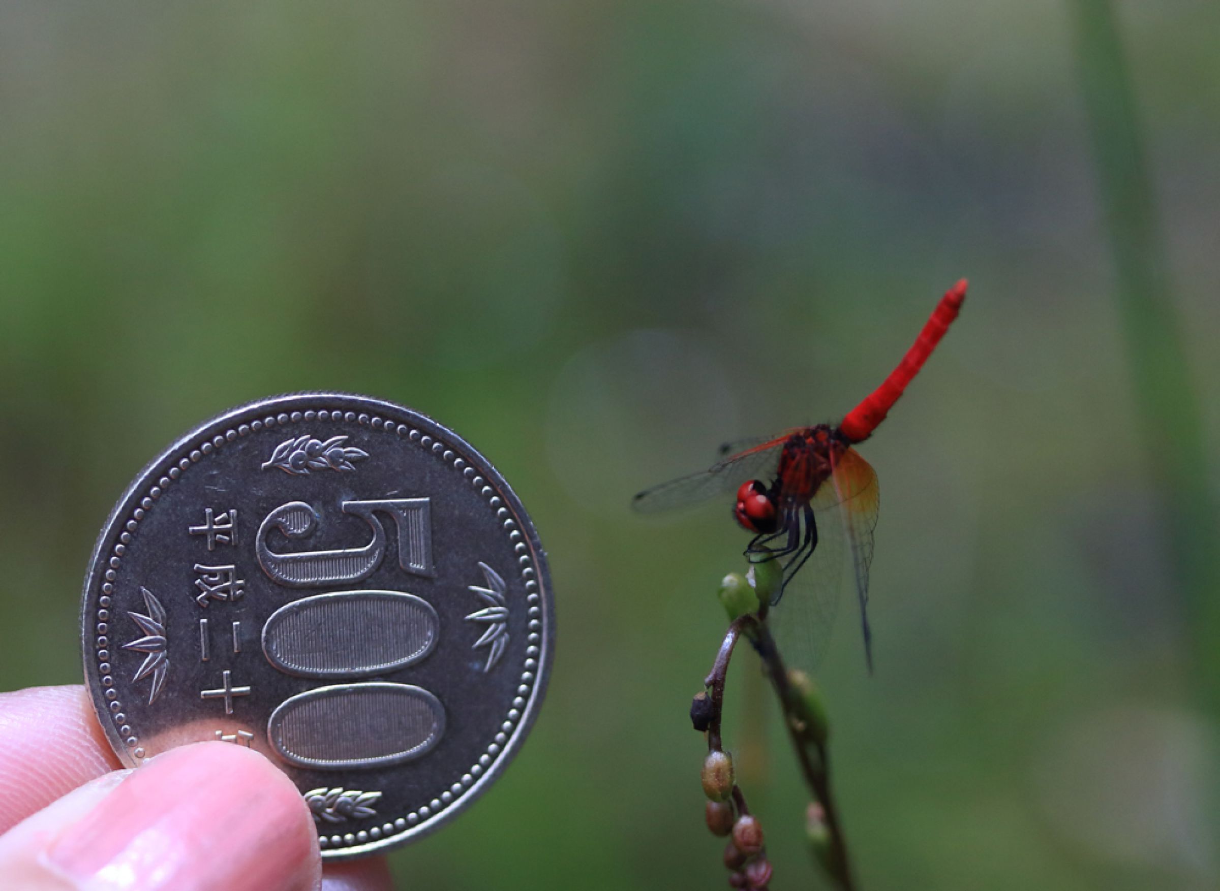 さとんぼ ハッチョウトンボの大きさ | GANREF