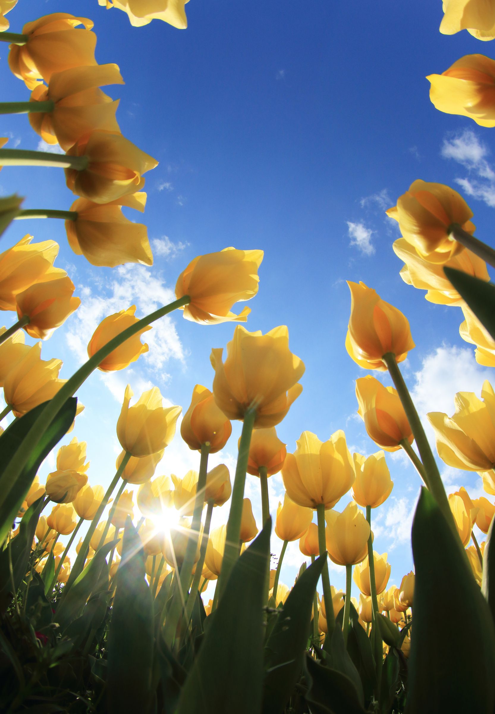 黄色いチューリップ | GANREF