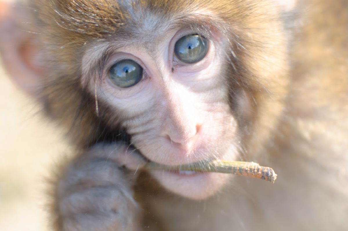 優しい瞳 動物 その他の陸の生物 Ganref