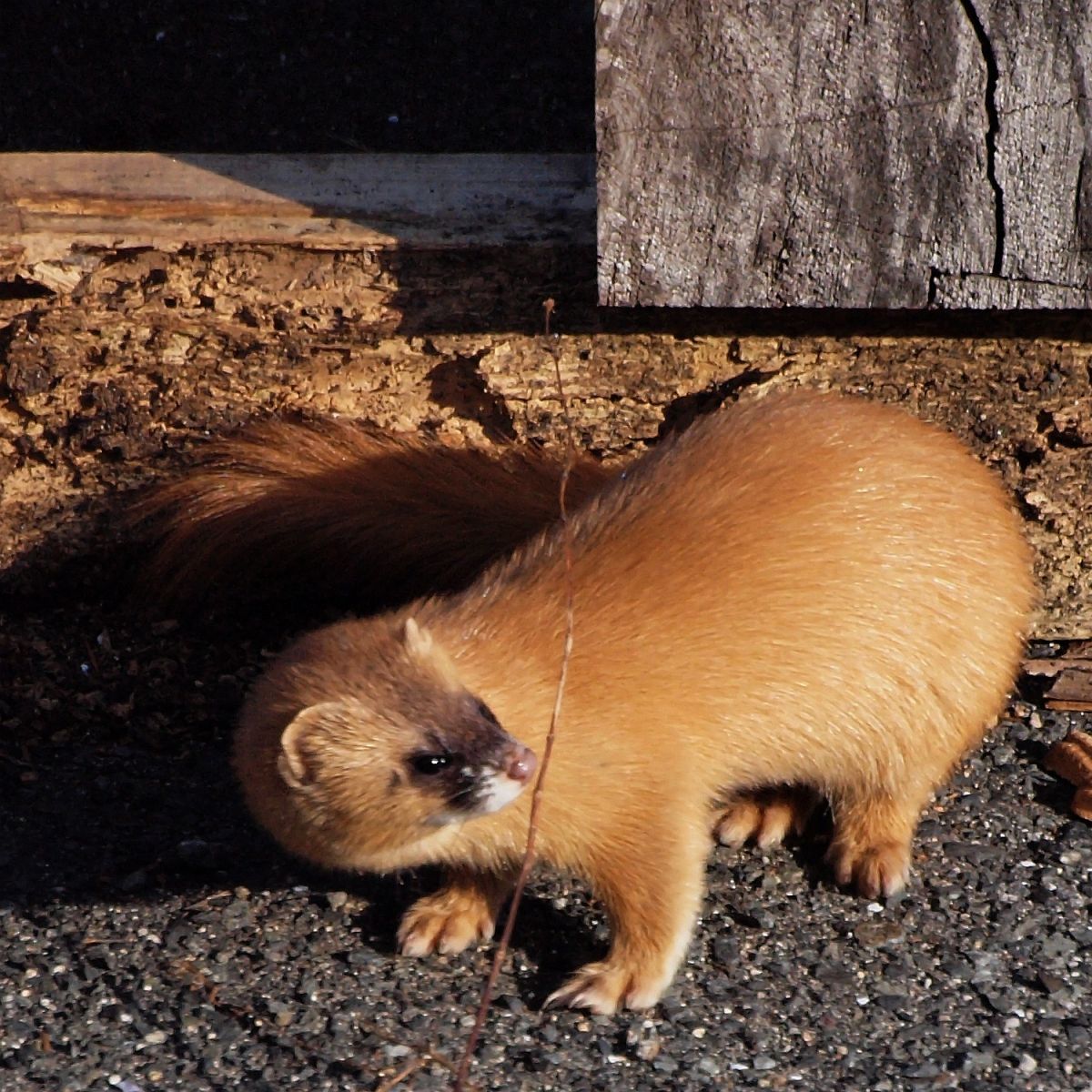 家の周りをウロチョロするイタチくん 動物 小動物 Ganref