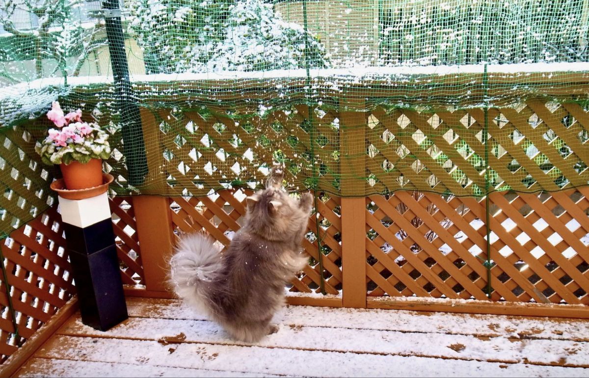 GXR + RICOH LENS S10 24-72mm F2.5-4.4 VCで撮影された写真 | 写真