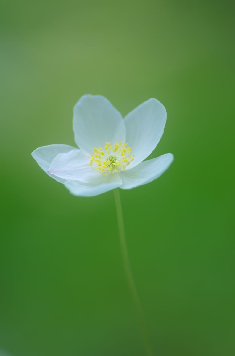 散る花と咲く花 植物 花 花びら Ganref