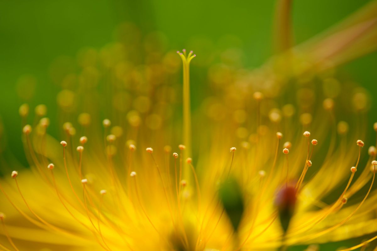 MACRO APO-LANTHAR 110mm F2.5 E-mountで撮影された写真 | 写真検索 