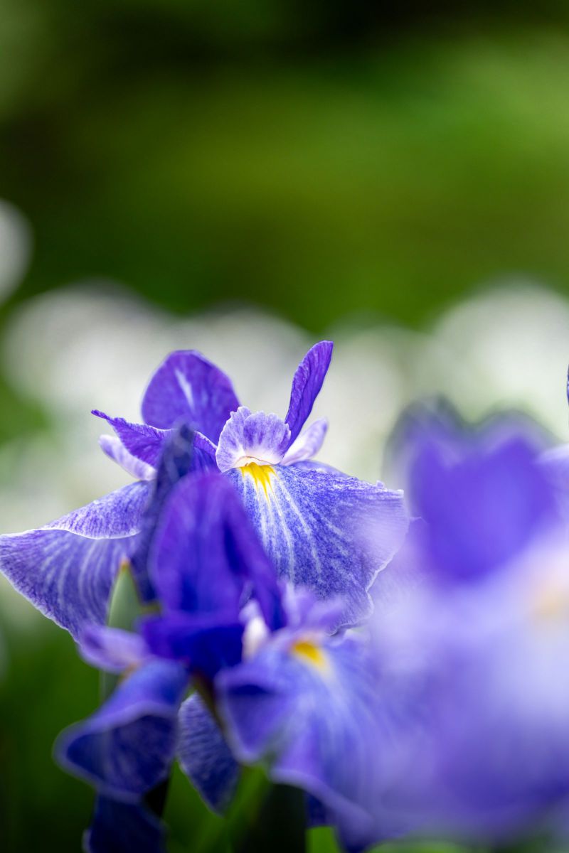 Blue In Green | GANREF