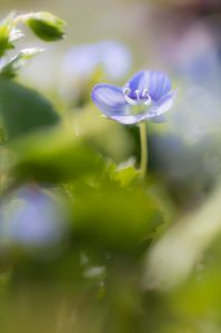 君の瞳に乾杯 植物 花 花びら Ganref