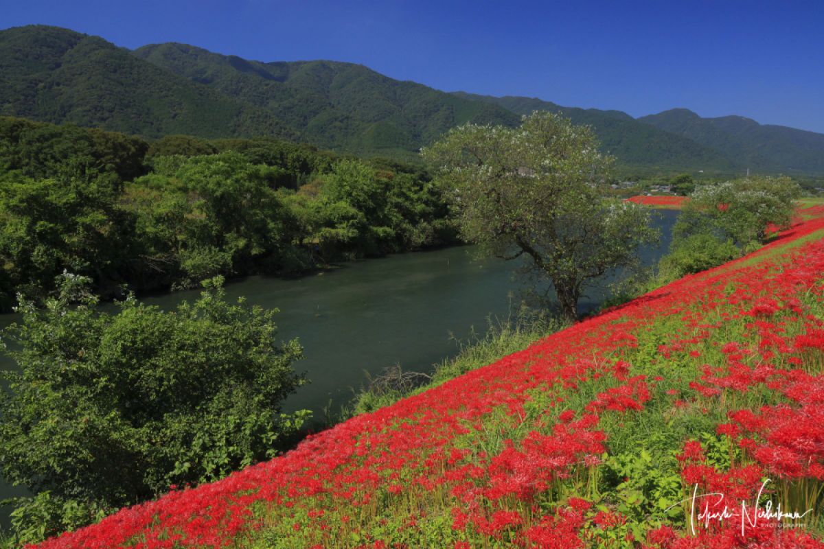 岐阜県海津市の津屋川堤防の彼岸花 自然 風景 河川 Ganref