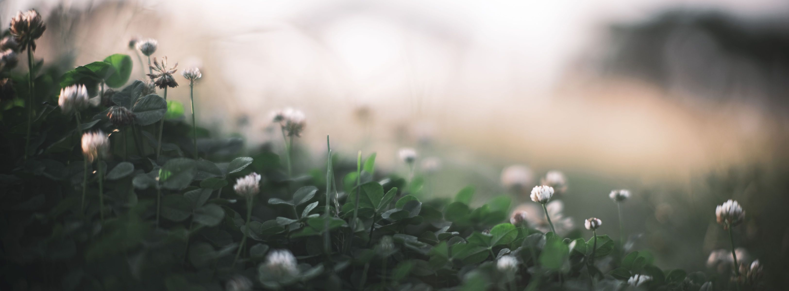 FUJIFILM GFX 50Rで撮影された写真 | 写真検索 | GANREF