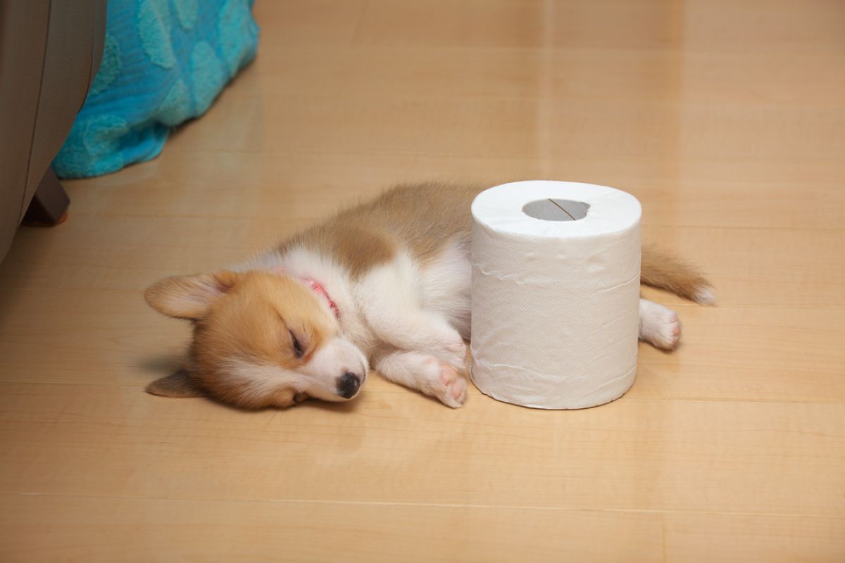 幼獣 トイレットペーパー２個分 動物 犬 Ganref